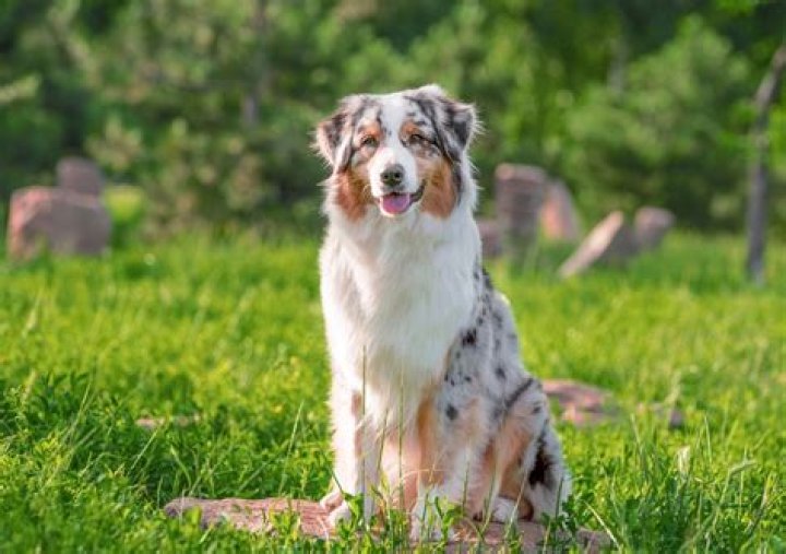 Are Australian Shepherds hard to breed?