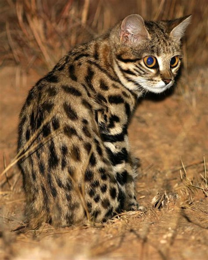 Are black-footed cats illegal?