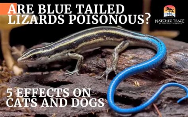 Are Bufonidae poisonous?
