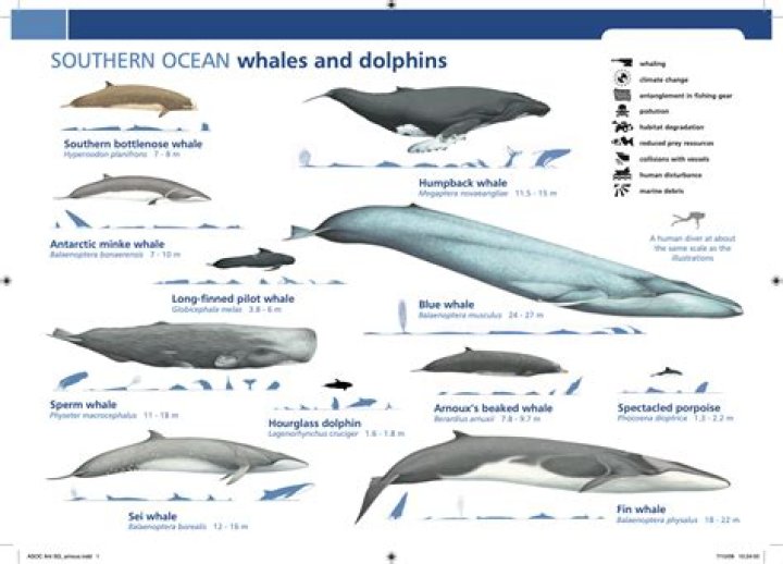 Are dolphins and whales the same genus?