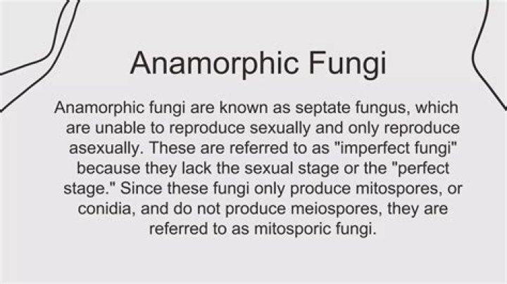 Are fungi anamorphic?