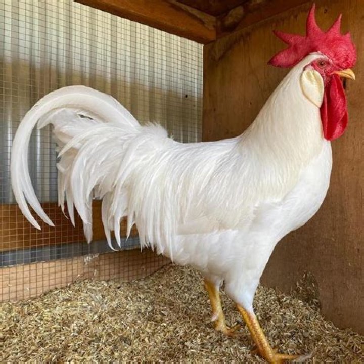 Are Leghorn chickens a large breed?