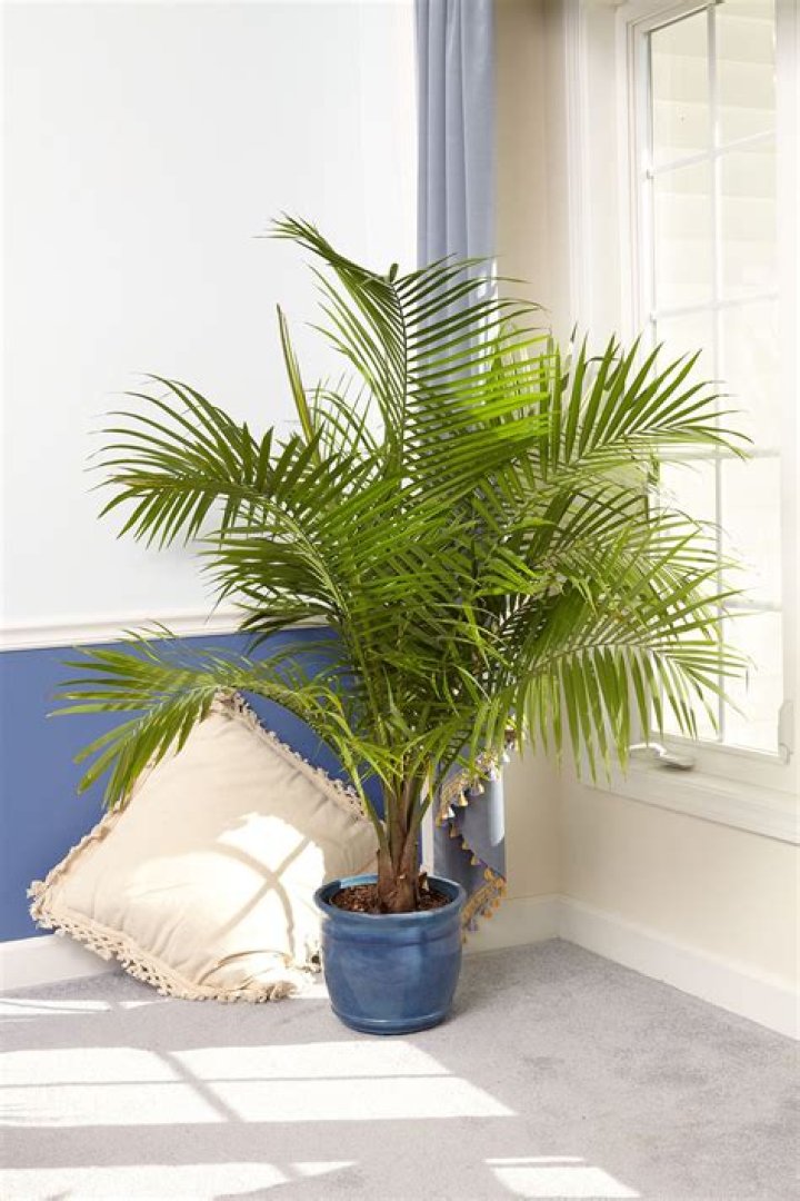 Are palm trees good indoor plants?