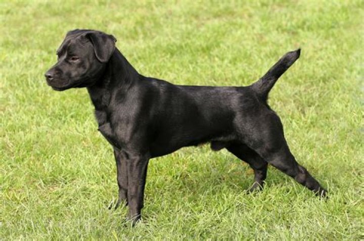 Are Patterdale Terriers good family pets?