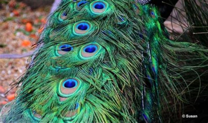 Are peacocks feathers eyes?