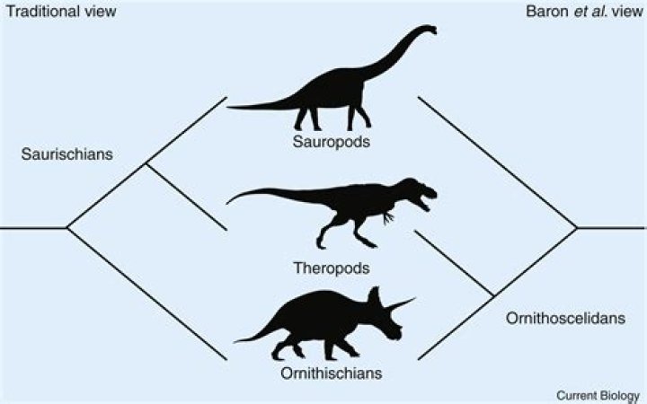 Are sauropods carnivores?