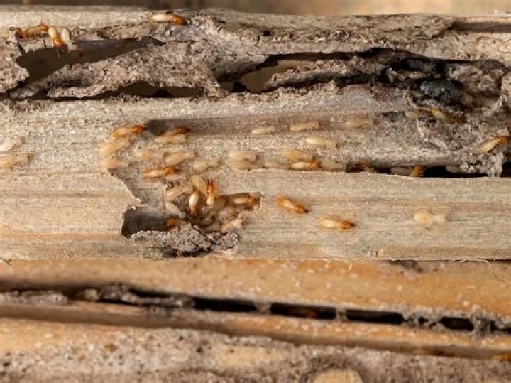 Are termites a problem in Rhode Island?