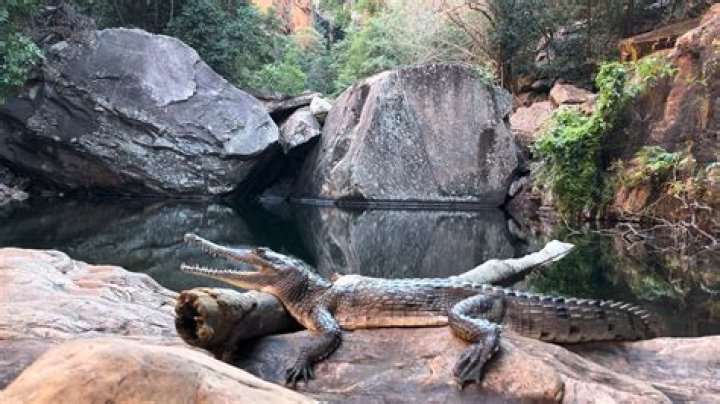 Are there crocodiles in Darwin Australia?