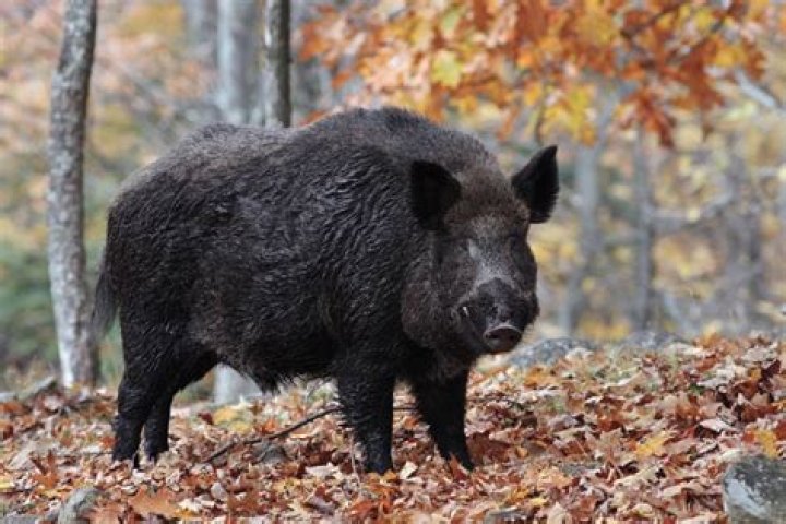 Are there wild boar in Northern California?