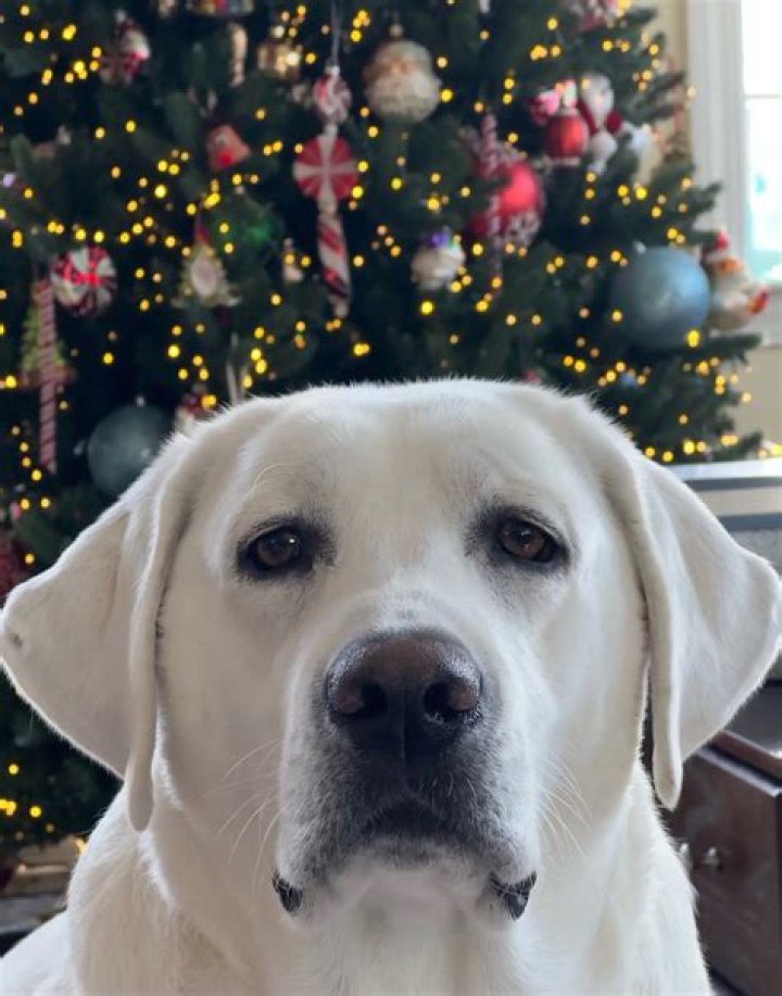 Are white English Labs rare?