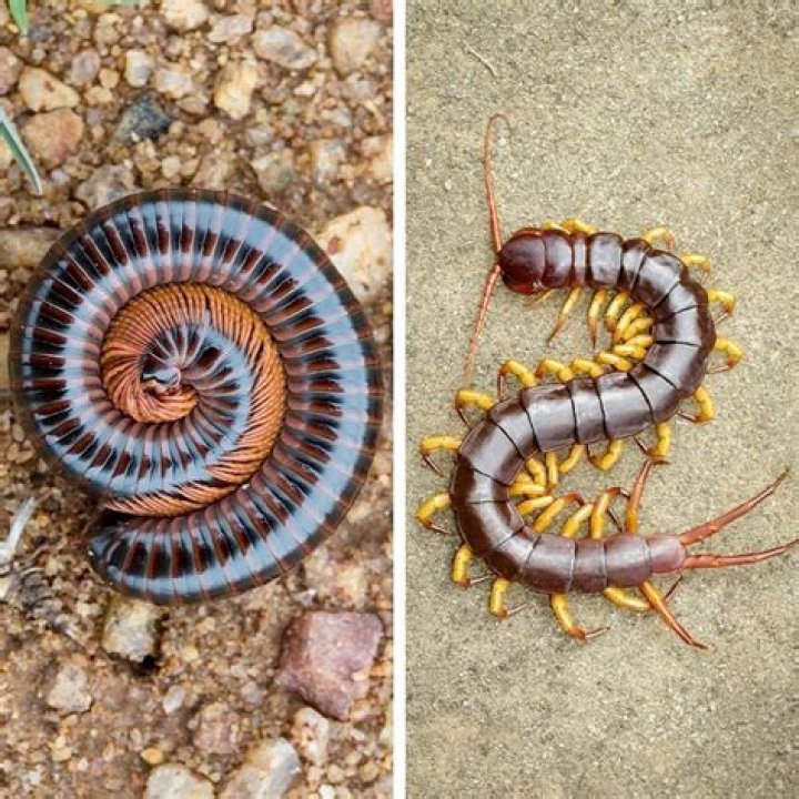 Are white millipedes poisonous?