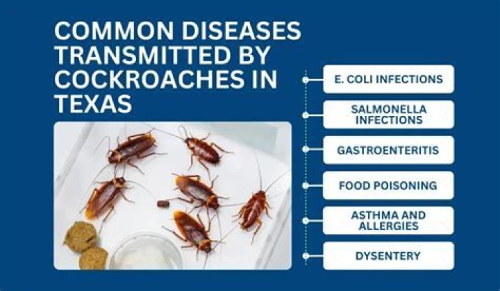 Can cockroaches give humans diseases?