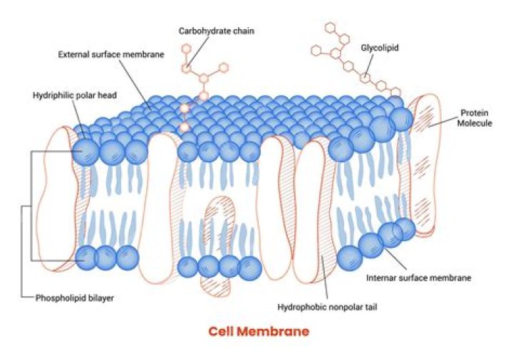 Can glycerol pass through cell membrane?