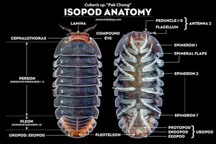Can isopods infect humans?