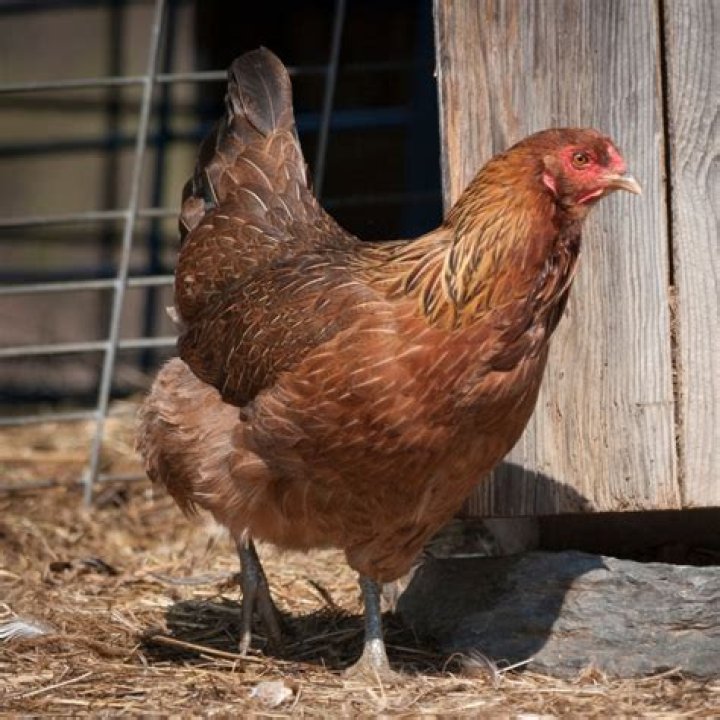 Can Leghorn chickens be brown?