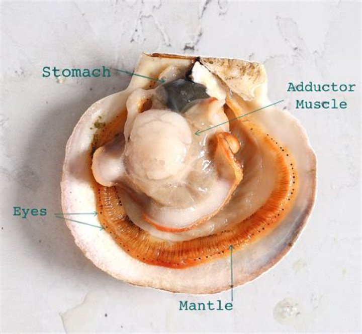 Can you buy scallops in shell?