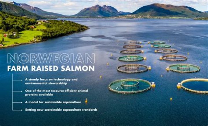 Can you farm Atlantic salmon?