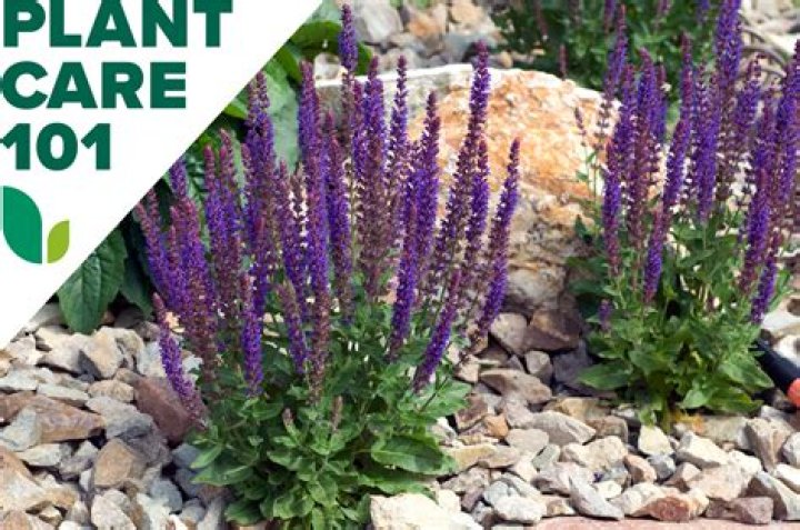 Can you grow Salvia in Australia?