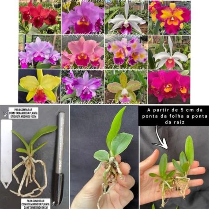 Como comprar mudas de orquideas?