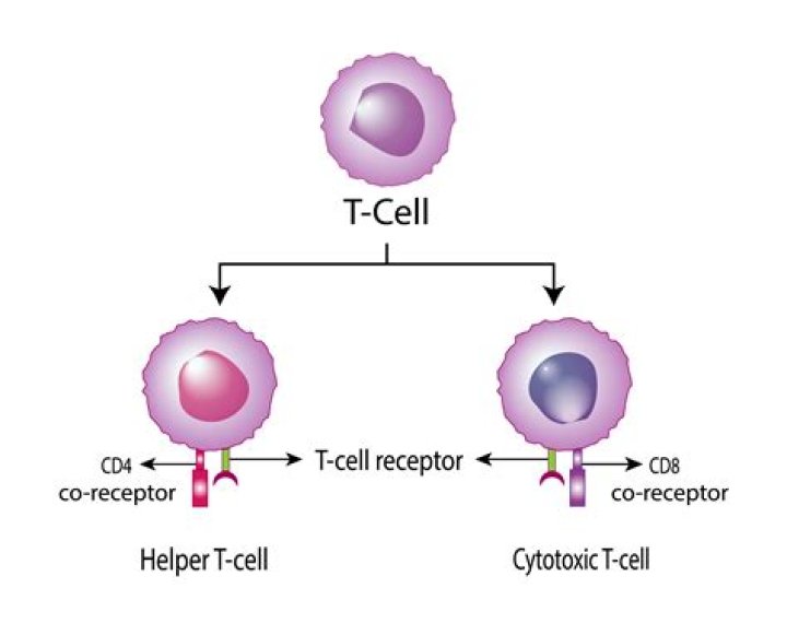 Do cytotoxic T cells become memory cells?