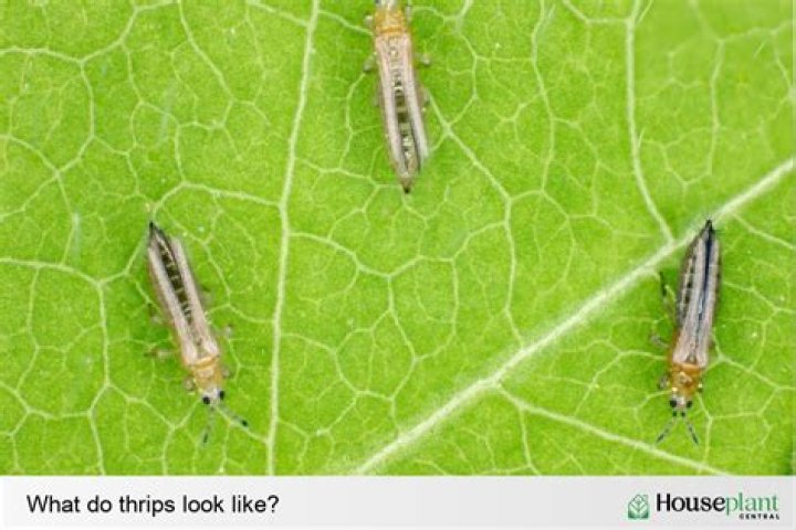 Do thrips cause leaf curl?