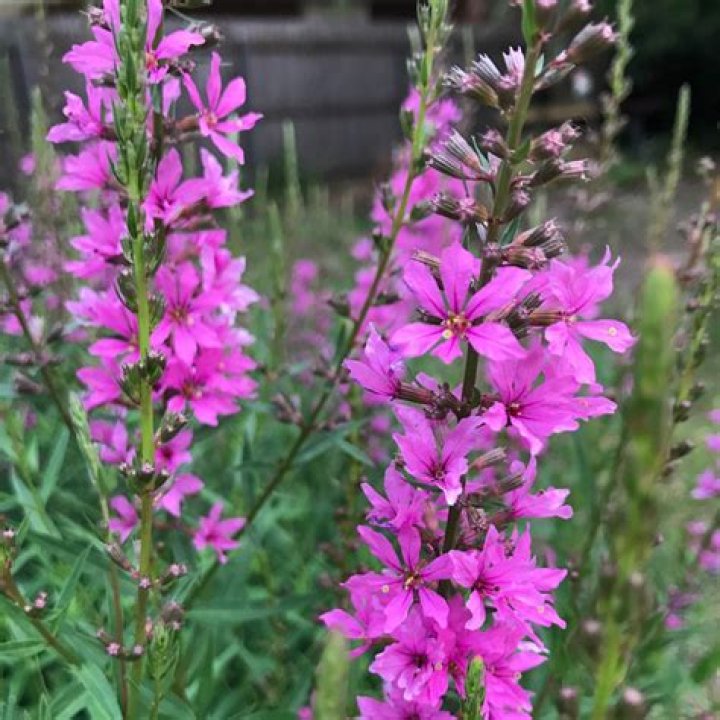 Do you cut back purple loosestrife?