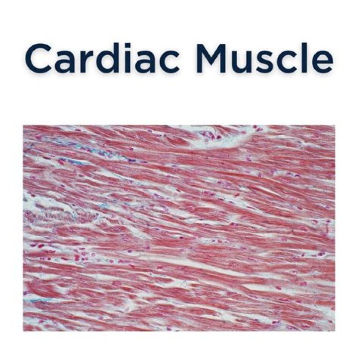 Does cardiac muscle produce ATP?