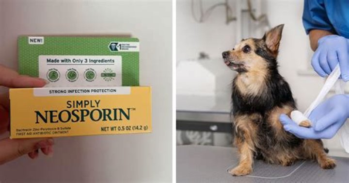 Does human Neosporin work on dogs?