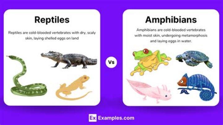 How are fish amphibians reptiles and birds alike?