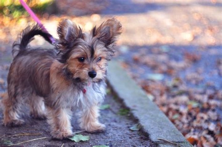 How big will a Yorkie Chihuahua mix get?