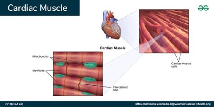How can stretching of the cardiac muscle occur?