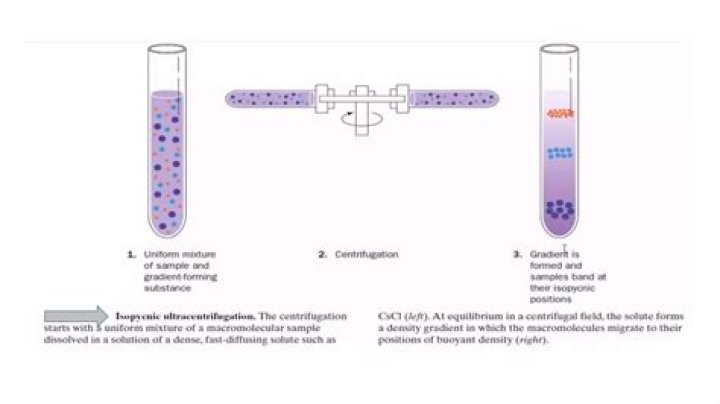 How can you purify virus particles density gradient centrifugation?