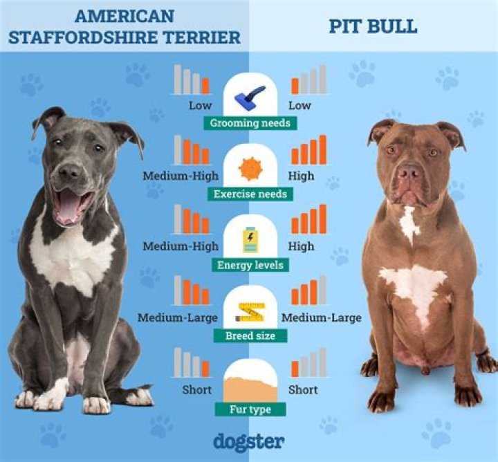 How can you tell the difference between a Pit bull and a Staffy?