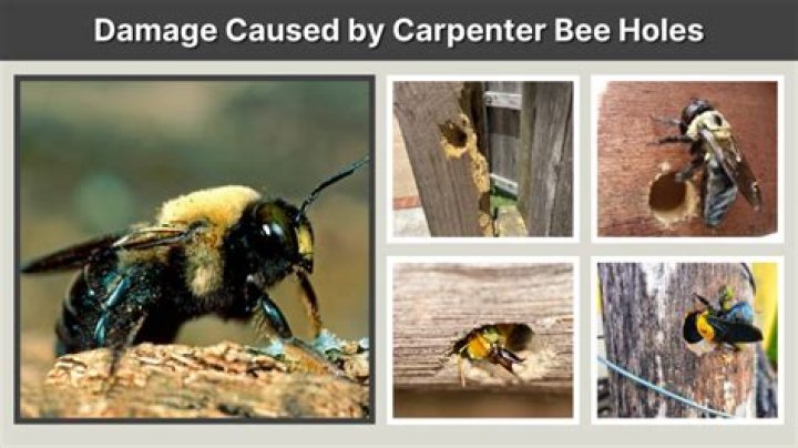 How damaging are carpenter bees?