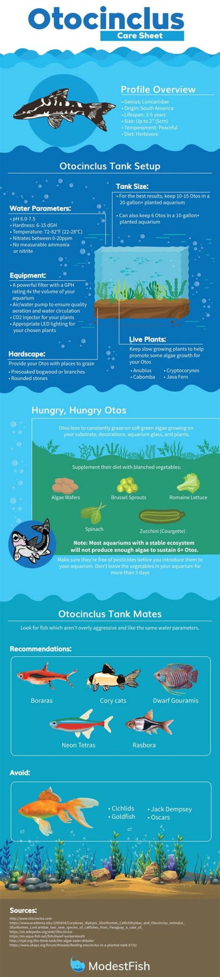 How do I know if my Otocinclus is healthy?