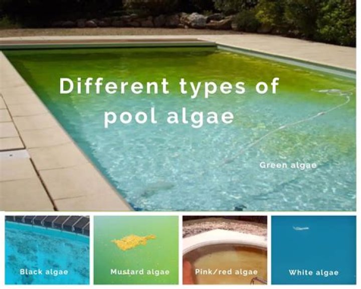 How do I know if my pool has mustard algae?