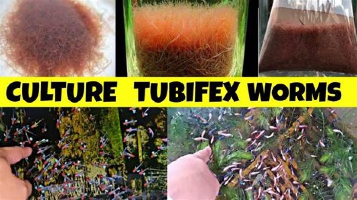 How do tubifex reproduce?