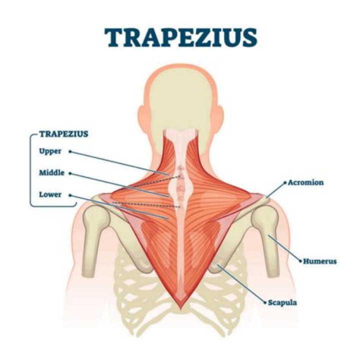 How do you enlarge your trapezius?