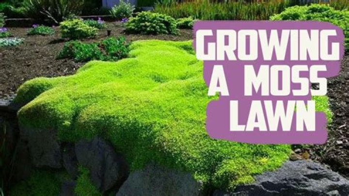 How do you get rid of moss in a lawn?
