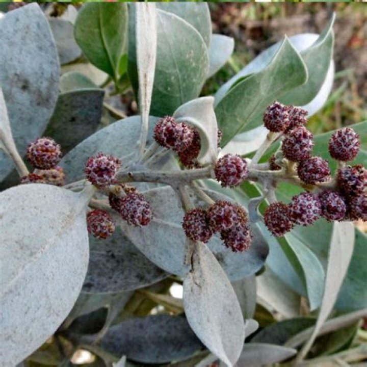 How do you propagate Conocarpus erectus?