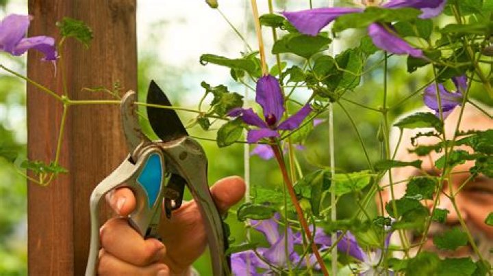 How do you prune a clematis pixie?