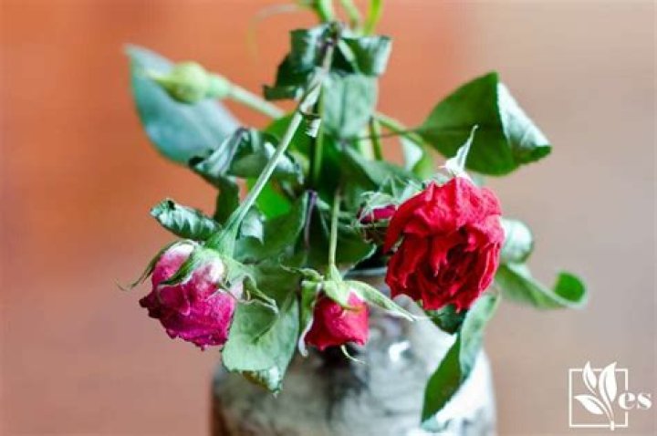 How do you revive drooping roses?