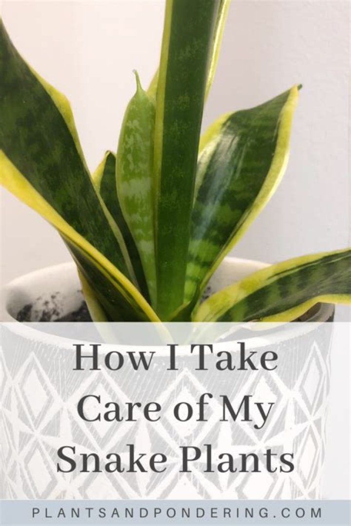 How do you take care of a Benjamin plant?