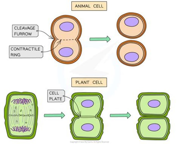 How does cytokinesis compare in plant and animal cells?