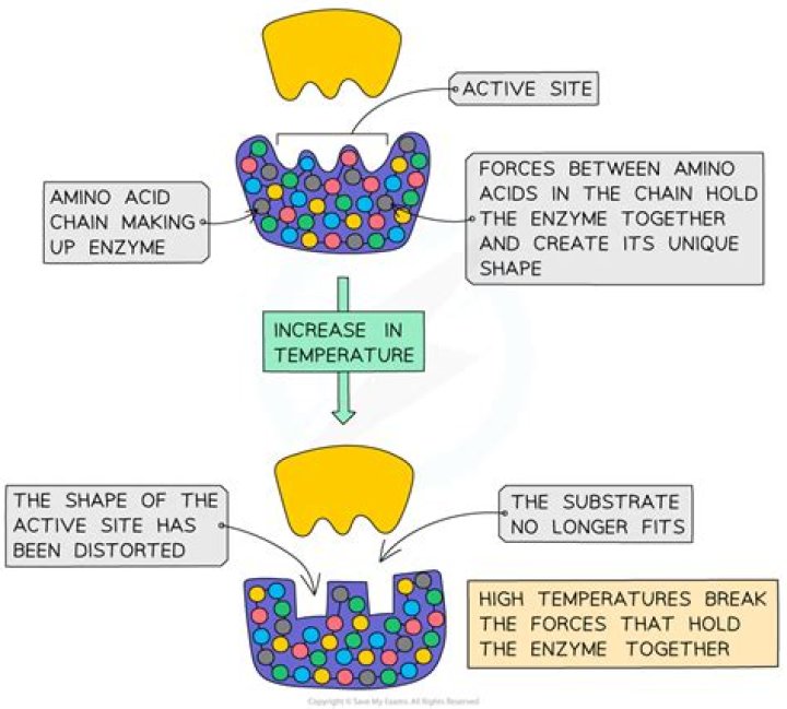 How does pH affect enzymatic activity?