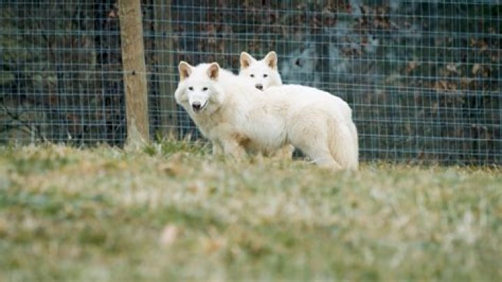 How does shenron get revived?