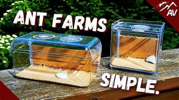 How expensive are ant farms?