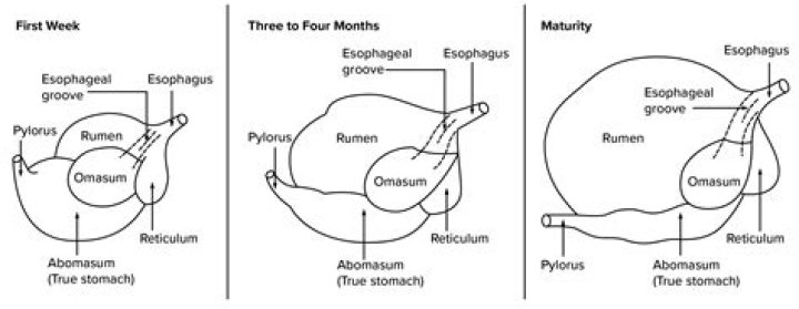 How is rumen pH measured?