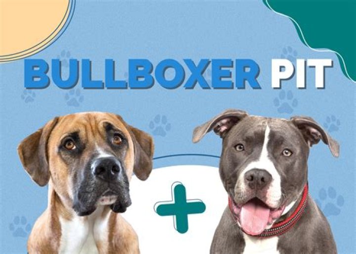 How long do boxer pit mix live?