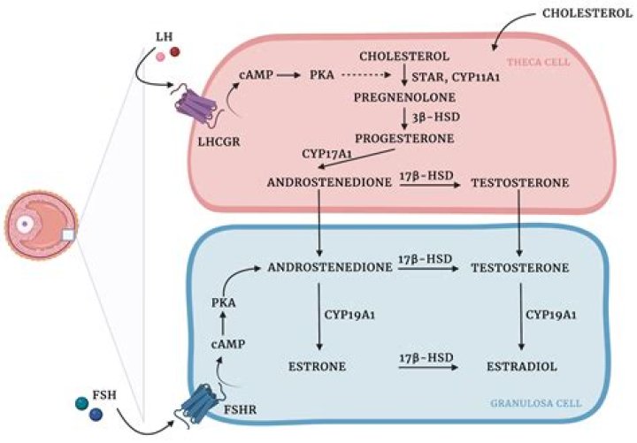 How long does it take for estradiol to get into your system?